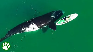 Riesenwal nähert sich ahnungslosem Surfer