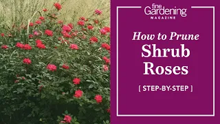 How to Prune Shrub Roses