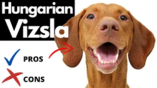 Hungarian Vizsla Pros And Cons | The Good AND The Bad!!