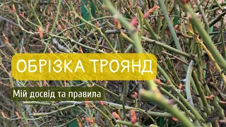 Смішне правило обрізки плетистих троянд