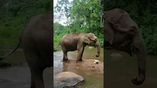 Bathing 🚿 🧼 ।Kaziranga National Park।Kohora Range,Hatipathor,Assam, India.