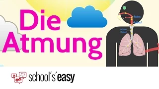 Die Atmung - Wie funktioniert's?