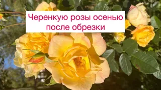 Черенкую розы осенью после обрезки🌺🌹🌼🥀🌸