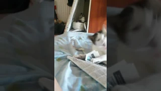 Crazy cat eating newspaper