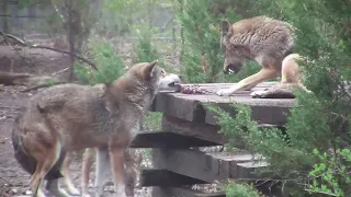 Red Wolf Demonstrates How Not to Behave on a Dinner Date