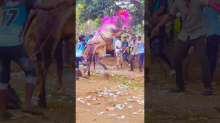 Thalaivar Alaparai | Mass Stand Pose | #jallikattu #reels #story #trendingshorts