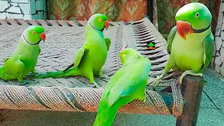 So Funny And Cute Parrot Of Talking Parrot Family | Masti On Charpai With Each Other Looking So Cute