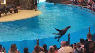 Sea lions show Loro Parque Tenerife  نمایش شیرهای دریایی در باغ وحش لورو پارک - تنریف  - جزیره قناری