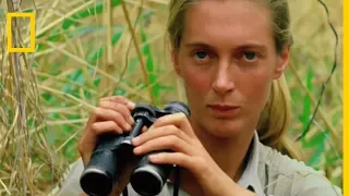 Comment Jane Goodall s'est fait accepter des chimpanzés