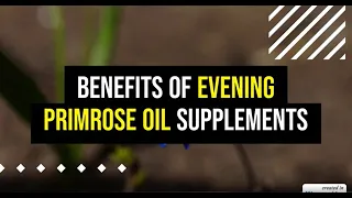 Evening Primrose Oil Supplements Benefits