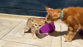 CUTE AND MENACING SAND KITTENS MEETS A MAINE COONS