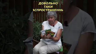 Почему скручиваются листья томатов? 🍅