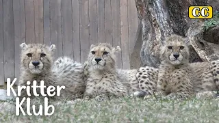 Baby Cheetahs Grew Big... By A Human Papa?!🤯 (Part 3) l Kritter Klub