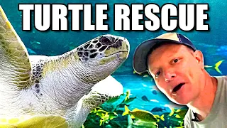 Everything about Sea Turtles  - Smarter Every Day 239