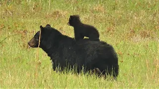 Adorable! Black Bear Cub Rides Mama Bear's Back! Black Bear Behavior; Ursus americanus