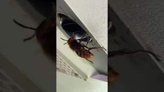 Giant wasp and a large wolf spider!