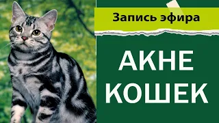 Акне у кошек