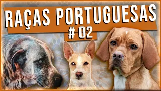 RAÇAS PORTUGUESAS PARTE 2 - Top 05  #adestramentodecaes