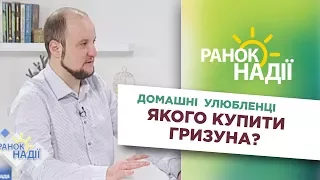 Домашні улюбленці. Якого купити гризуна? | РАНОК НАДІЇ