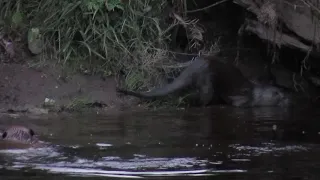 Two beavers chasing off an otter close to the beaver lodge.