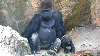 Baby gorilla Sumomo looks happy to be with her dad Haoko