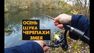 ОСЕНЬ ! ЛОВЛЮ ЩУКУ С БЕРЕГА В ДОЖДЬ / ЗМЕЯ /ЧЕРЕПАХА БЫЛА!