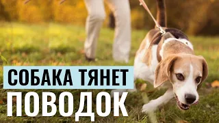 СОБАКА ТЯНЕТ ПОВОДОК? Эти 3 УПРАЖНЕНИЯ превратят питомца в идеального компаньона на прогулке!