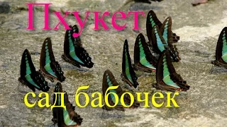 Посетите сад бабочек в отеле на острове Пхукет!