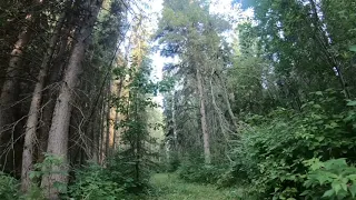 Virtual Forest Walk - Ultra 4K