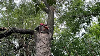 House is at Risk !! Cut down 2 trembesi trees close to the house.