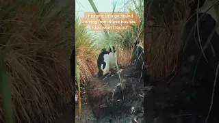 bush penguin - #Documentary #animals #nature