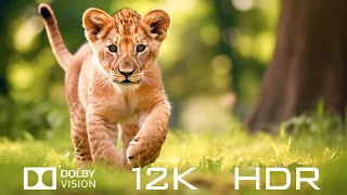 Animal Moments In Dolby Vision 12K HDR 60fps - Relaxing Piano Music