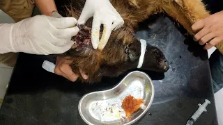 Understanding and Treating Maggot Wounds in Dogs | A Comprehensive Guide 🐶 | German Shepherd|