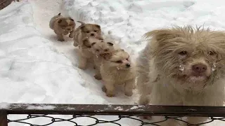6 puppies lined up to follow their mother to beg for food with tears of sadness on their faces
