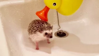 ハリネズミのお風呂の入れ方 Hedgehog's bath