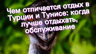 Чем отличается отдых в Турции и Тунисе: когда лучше отдыхать, обслуживание