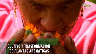 Cultivo y trasformación de plantas aromáticas - TvAgro por Juan Gonzalo Angel Restrepo