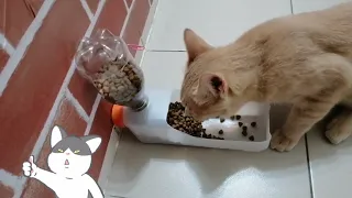 DIY Cat Food Dispenser ( Without Glue)