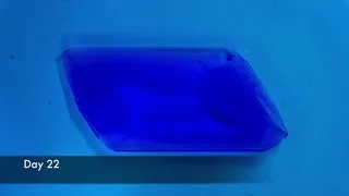 Growing Copper Sulfate crystal (25 days timelapse)