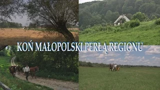 Koń małopolski perłą regionu