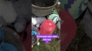 Rattlesnake hides under Children’s toys 🧸