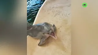 AMAZING DOLPHINS   FUNNY DOLPHINS COMPILATION - dolphin lover like you