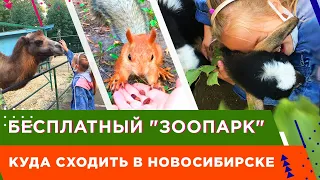 🔴Куда сходить бесплатно с ребенком🔻в Новосибирске? 🔴Контактный зоопарк