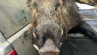 Lov divlje svinje sa psima hunting wild boar