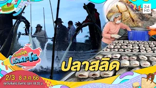 ลุยบ่อจับ ปลาสลิด จ.สมุทรสาคร | เรื่องเด็ดเอ็ดตะโร | 8 ส.ค.66 (2/3)