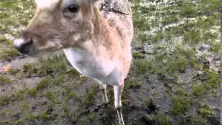 Phoenix Park (Dublin) - Feeding the deer
