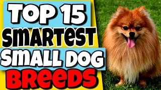 Top 15 Smartest Small Dog Breeds 🐕 Surprisingly Intelligent Small Dogs