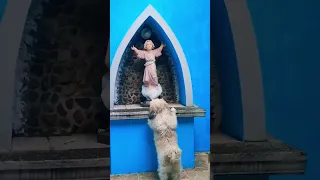 Mira la reacción del Perrito al ver la Imagen de Niño Dios #jesus #shorts #viral