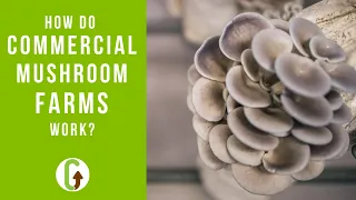 How Commercial Mushroom Farms Work [And Why They're Not Sustainable] | GroCycle