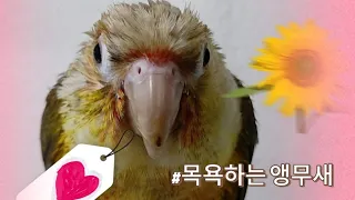 목욕하는 아기앵무새 망고. #parrot #lovely  #bath